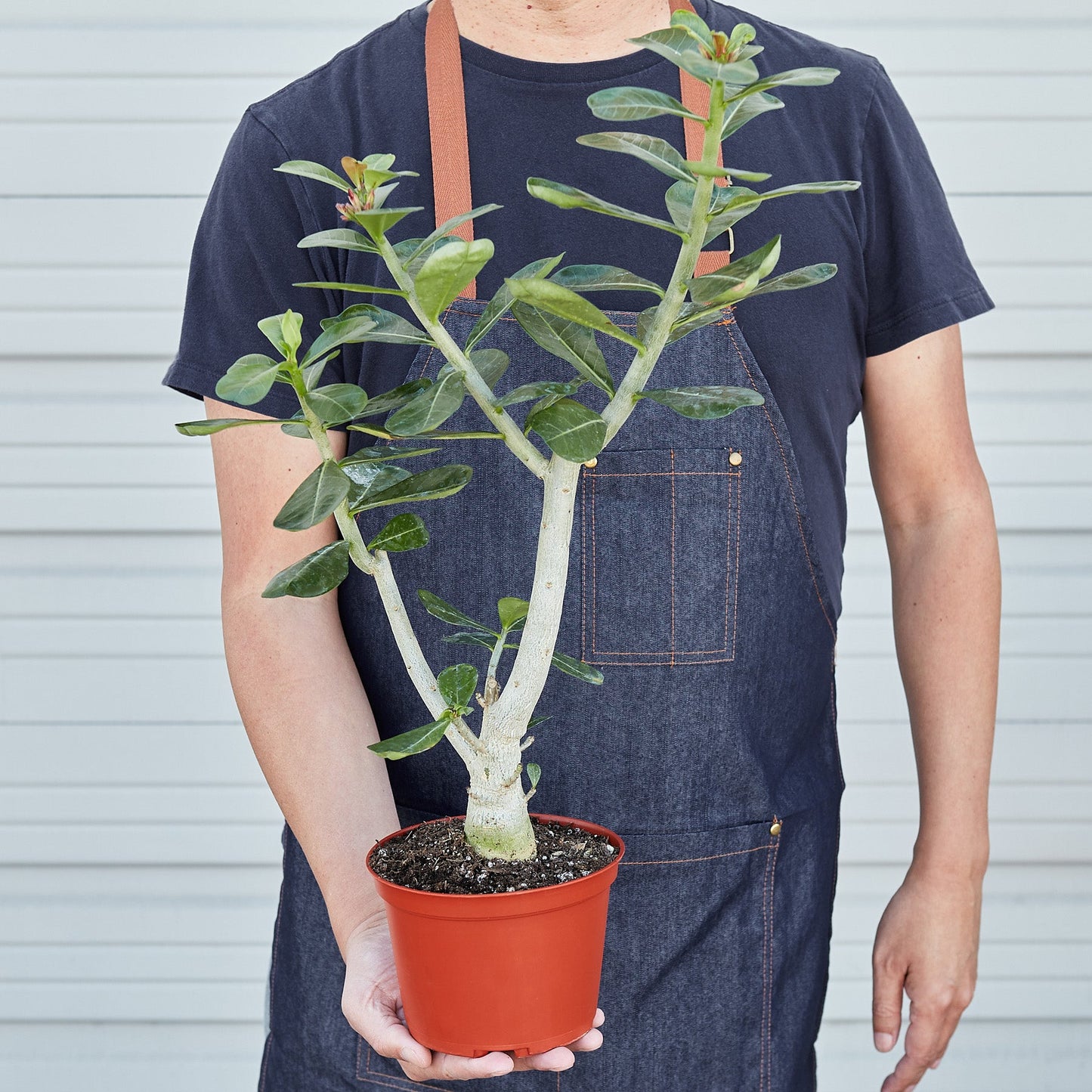 Succulent Adenium Obesum 'Desert Rose' – Succulent