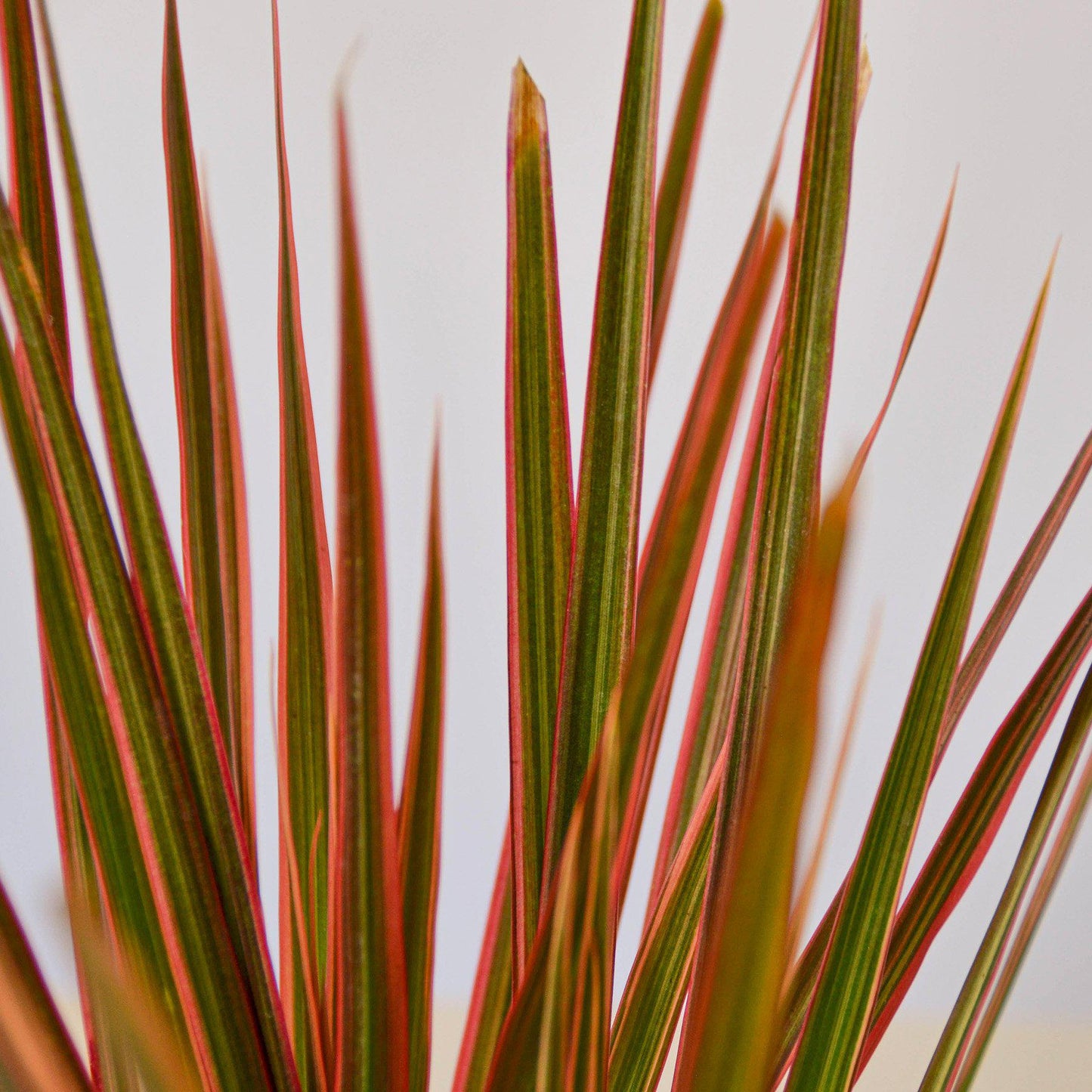 Dracaena 'Colorama' – 6" Pot Indoor Plants