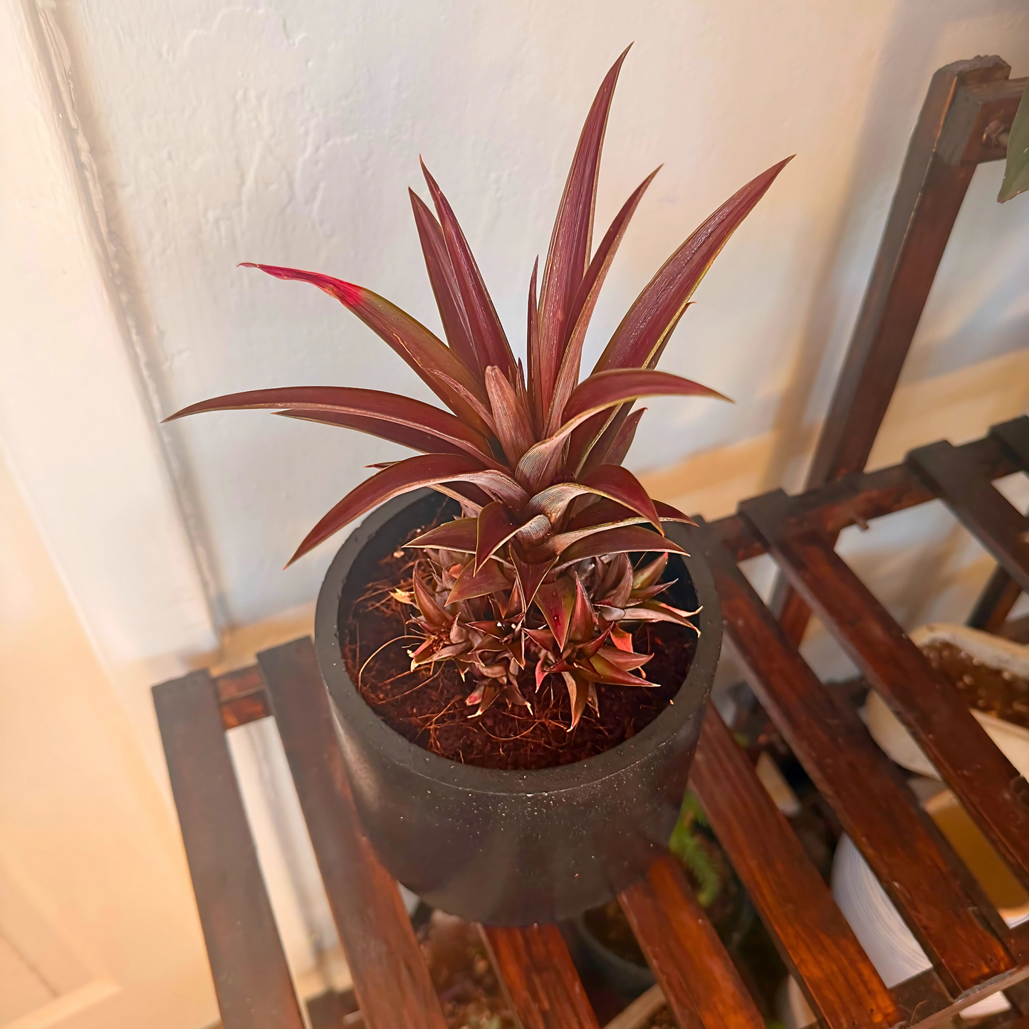 Cryptanthus Earth Star – Bronze-Red Foliage in Charlie Pot Original 6" Black