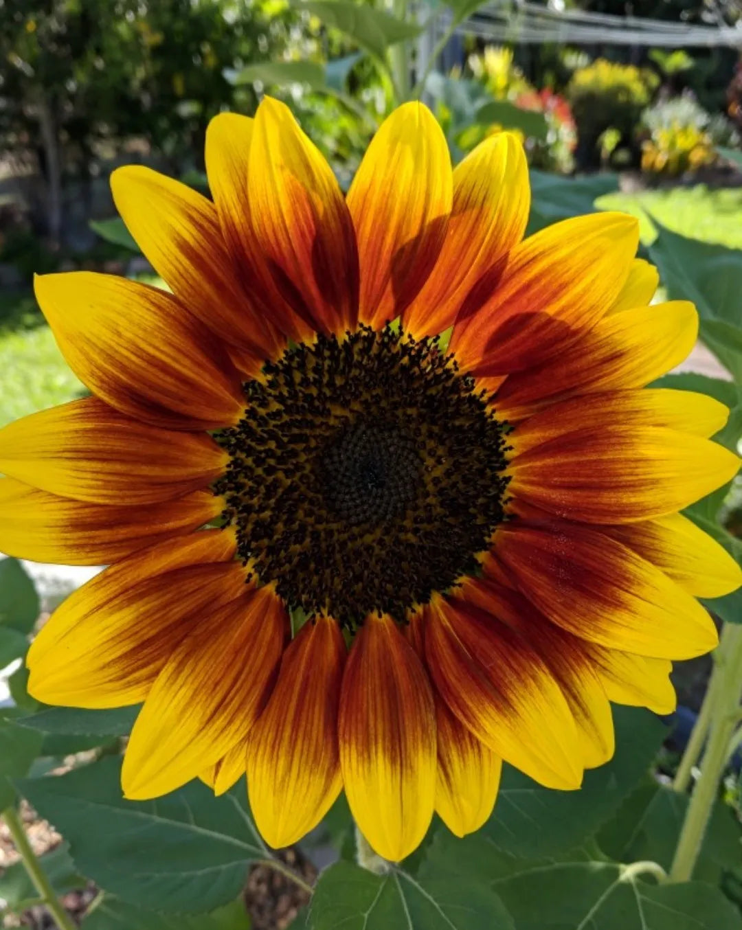 Mahogany Sunflower Seeds – Rich, Velvety Blooms for Gardens & Bouquets