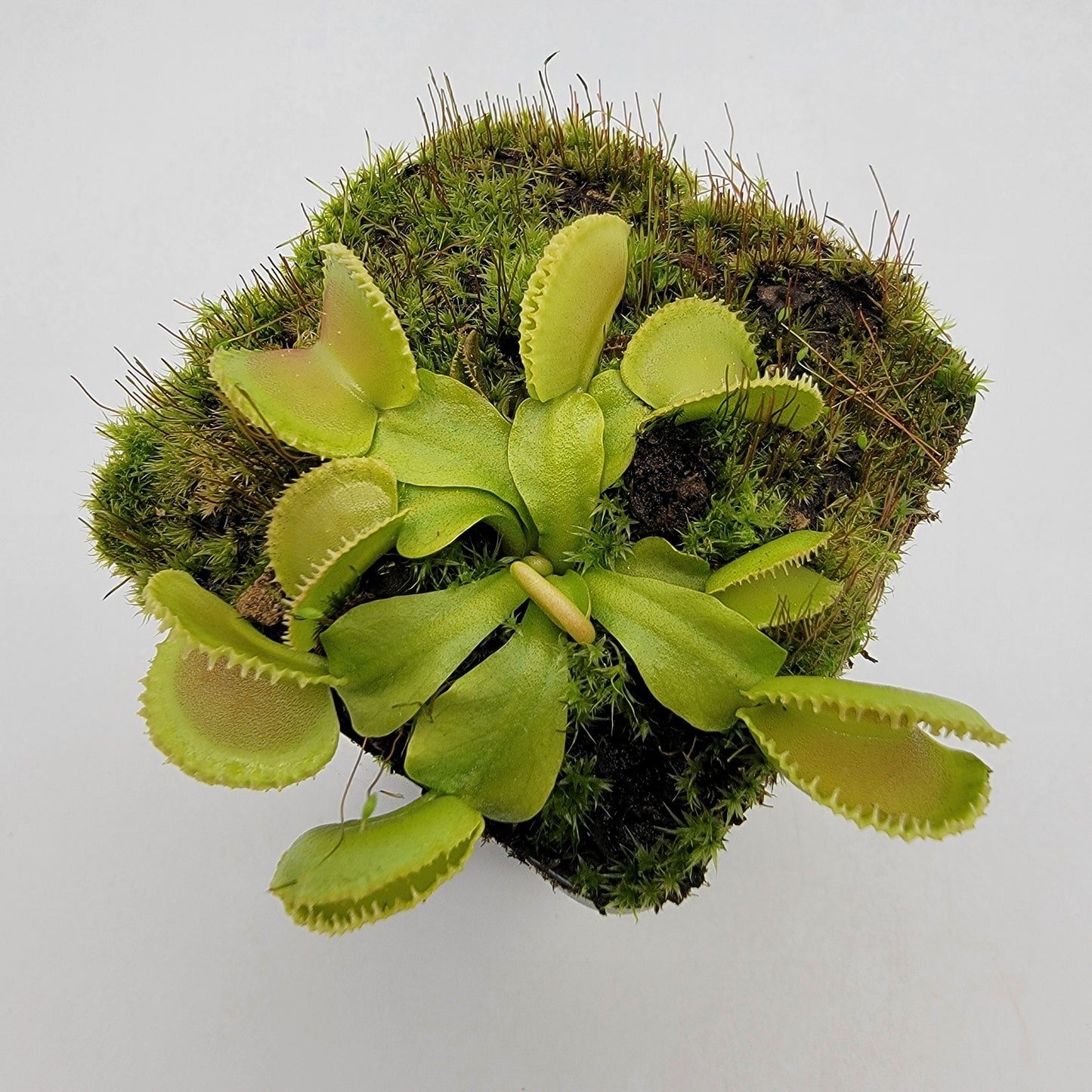 Venus Flytrap 'Cracker' – Live Carnivorous Plant – Venus flytrap