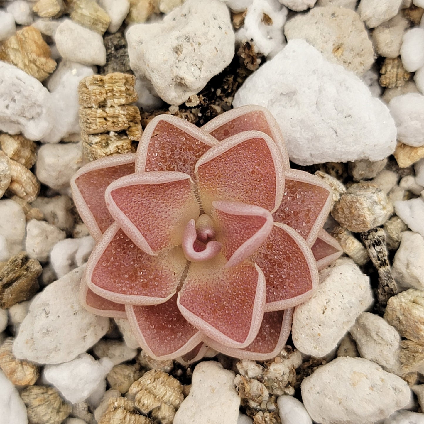 Pinguicula ehlersiae 'Victoria' – Rare Mexican Carnivorous Butterwort | Live Plant – Butterworts