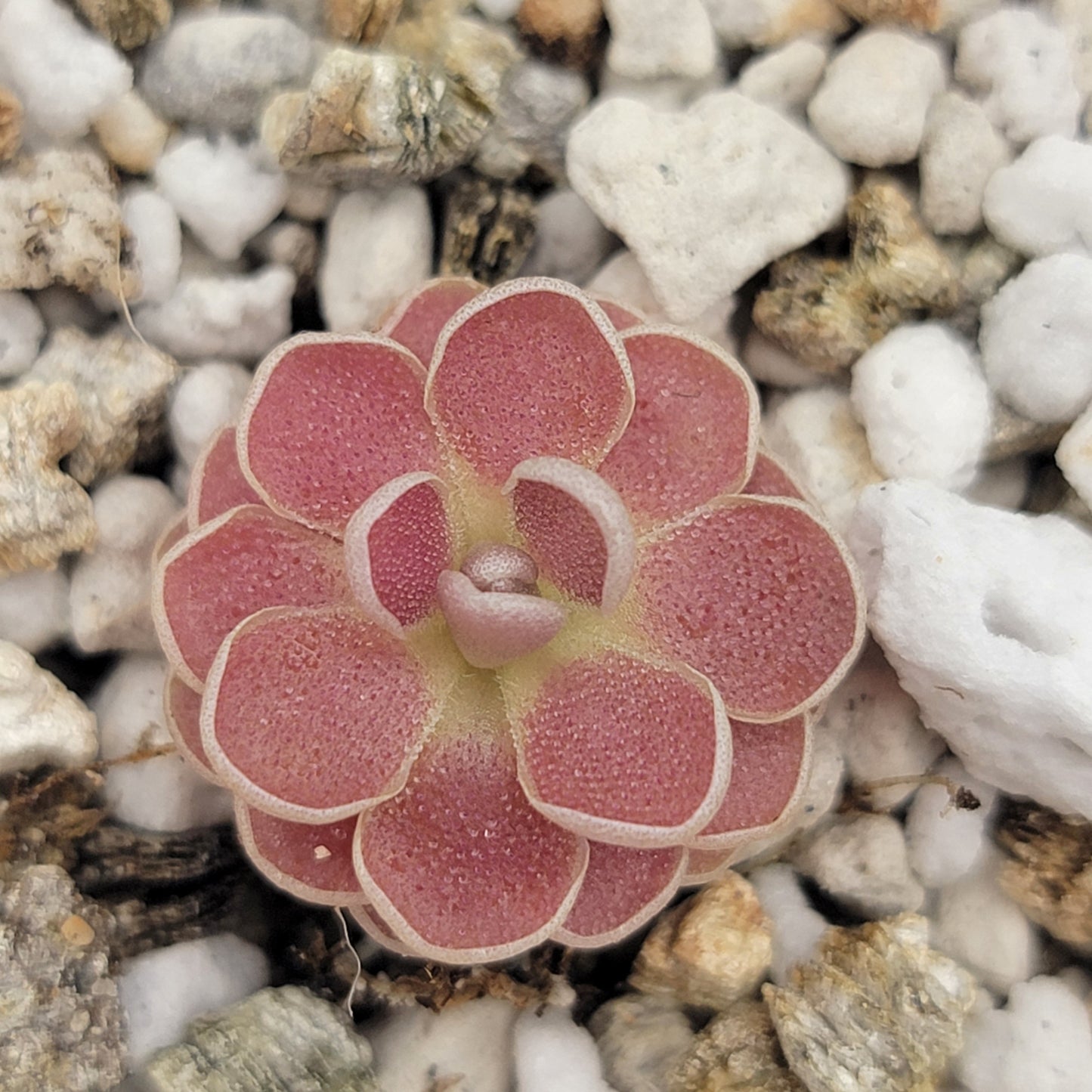 Pinguicula 'Florian' – Registered Hybrid Carnivorous Butterwort | Live Plant – Butterworts