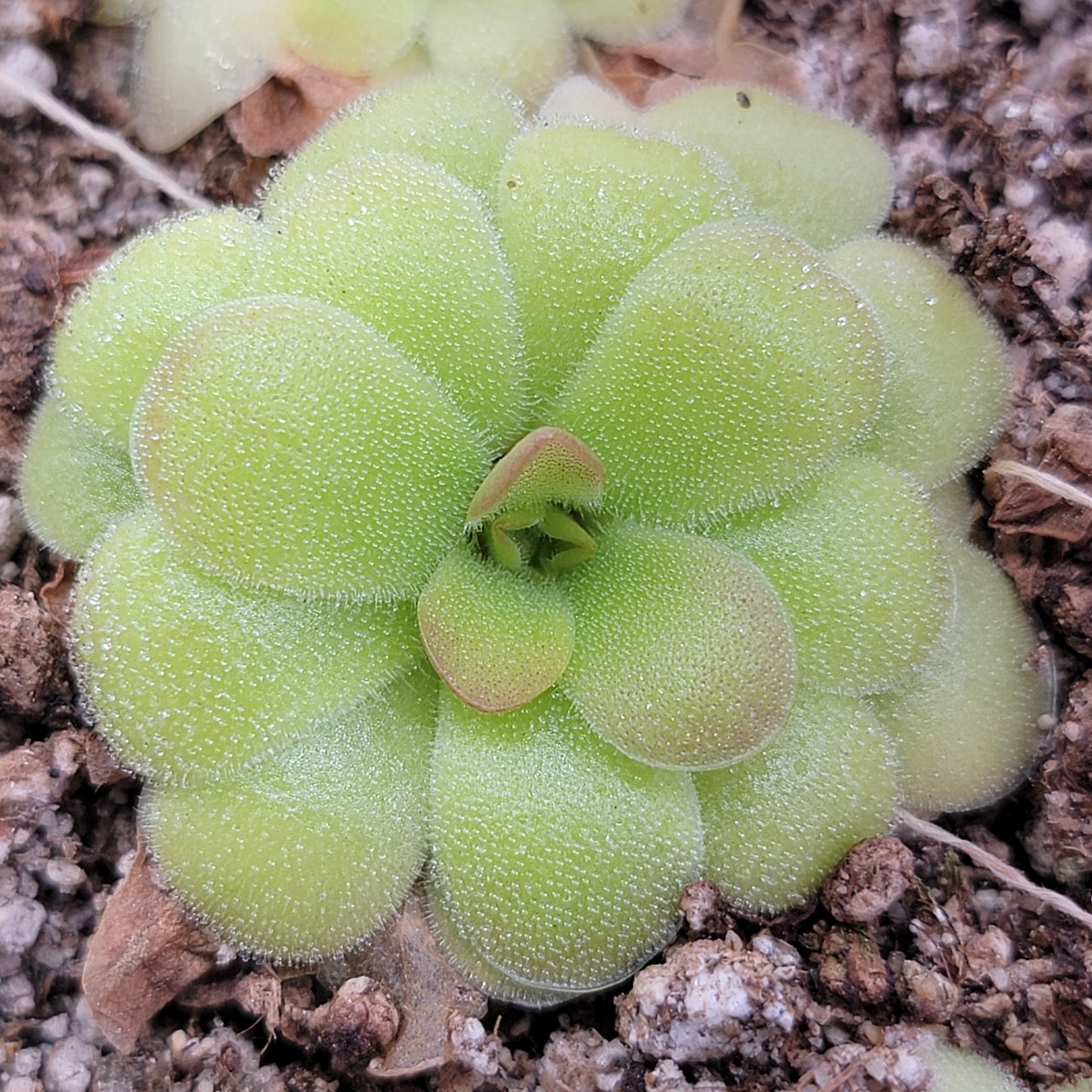 Pinguicula laxifolia x 'Huahupan' – Carnivorous Butterwort – Butterworts