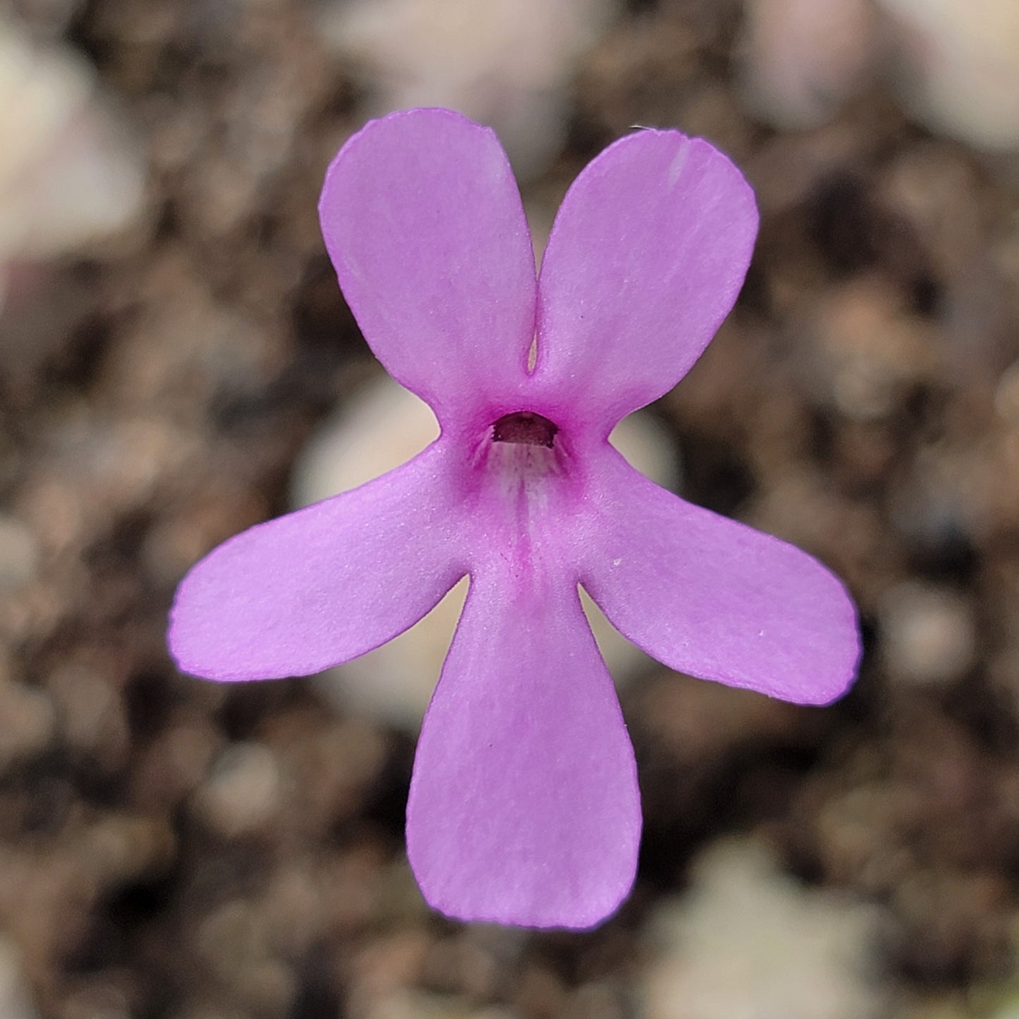 Pinguicula esseriana {Buena Vista}