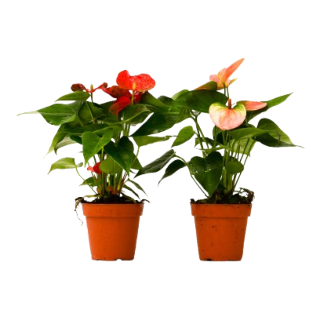 2 Anthurium Variety Pack – 4" Pots | Live Tropical Houseplants