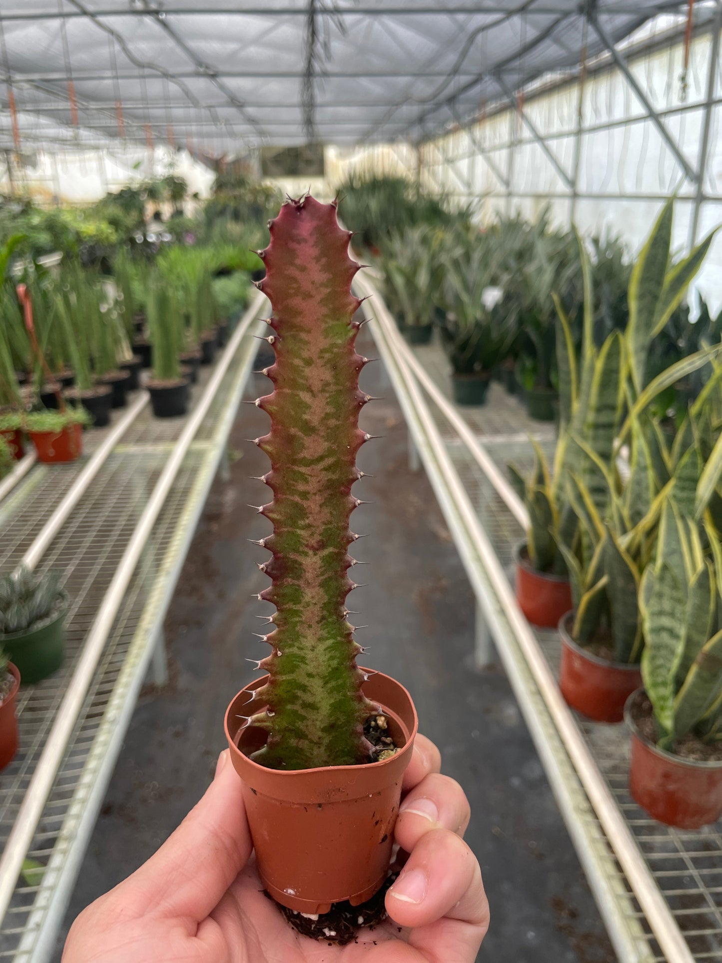 Succulent Euphorbia 'Trigona Rubra' – 2" Pot Succulent