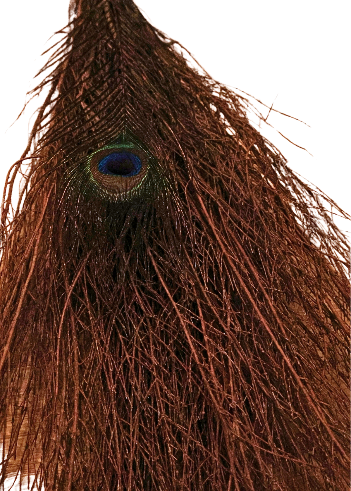 36-Inch Cinnamon Witch's Broom, Halloween Besom