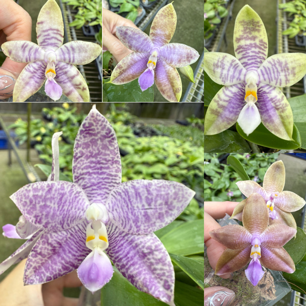 Phalaenopsis Mainshow Magic x KS Blue Ludde 303 – Rare Orchid Hybrid | Seedling Bloom