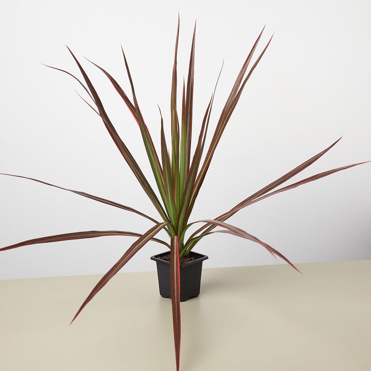 Dracaena 'Colorama' – 3" Pot Indoor Plants