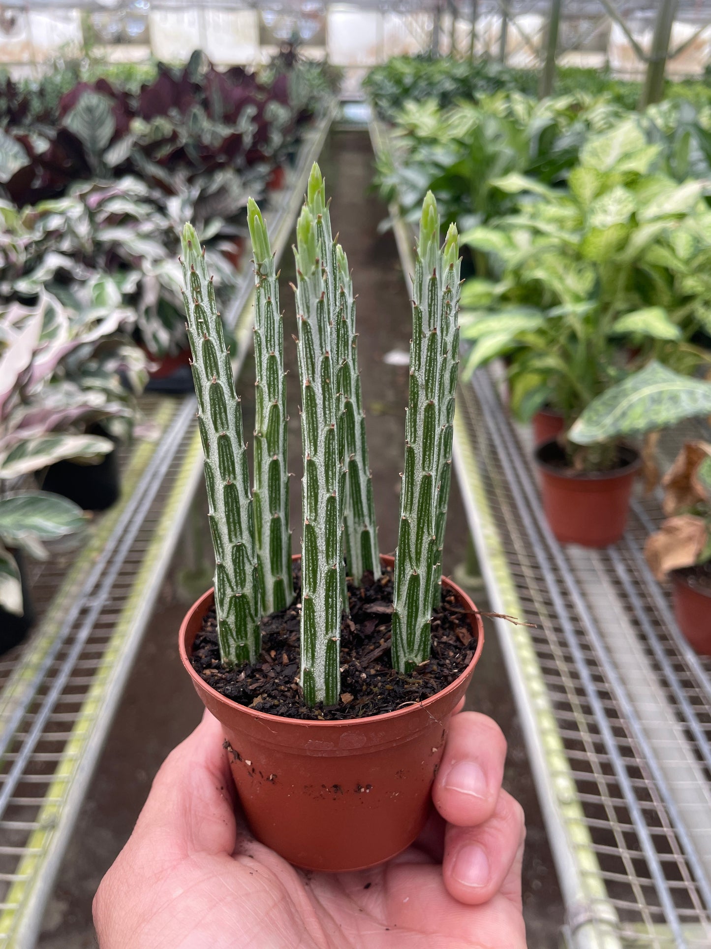 Succulent Senecio Stapeliiformis 'Pickle Plant' – 3" Pot Succulent
