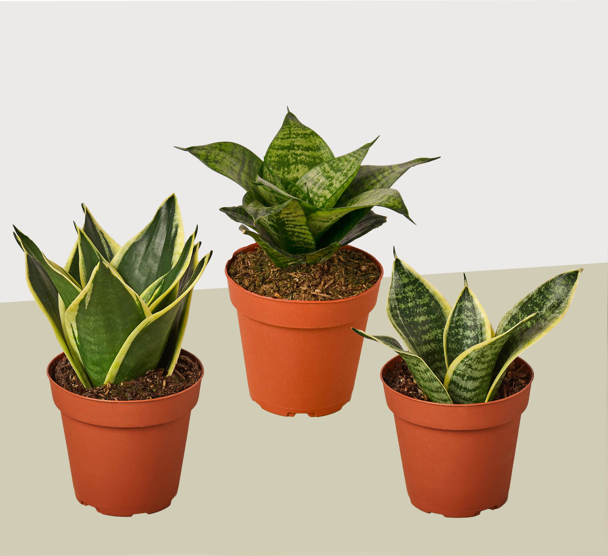 3 Different Snake Plants in 4" Pots - Sansevieria - Live Plant - FREE Care Guide – 4" Pot 4" Plant (3pk/$2) ($13 Ship/47oz)