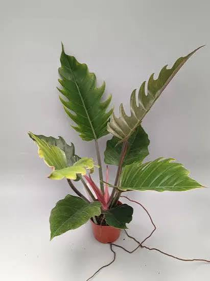 Philodendron Pluto - Climbing Tropical Plant –