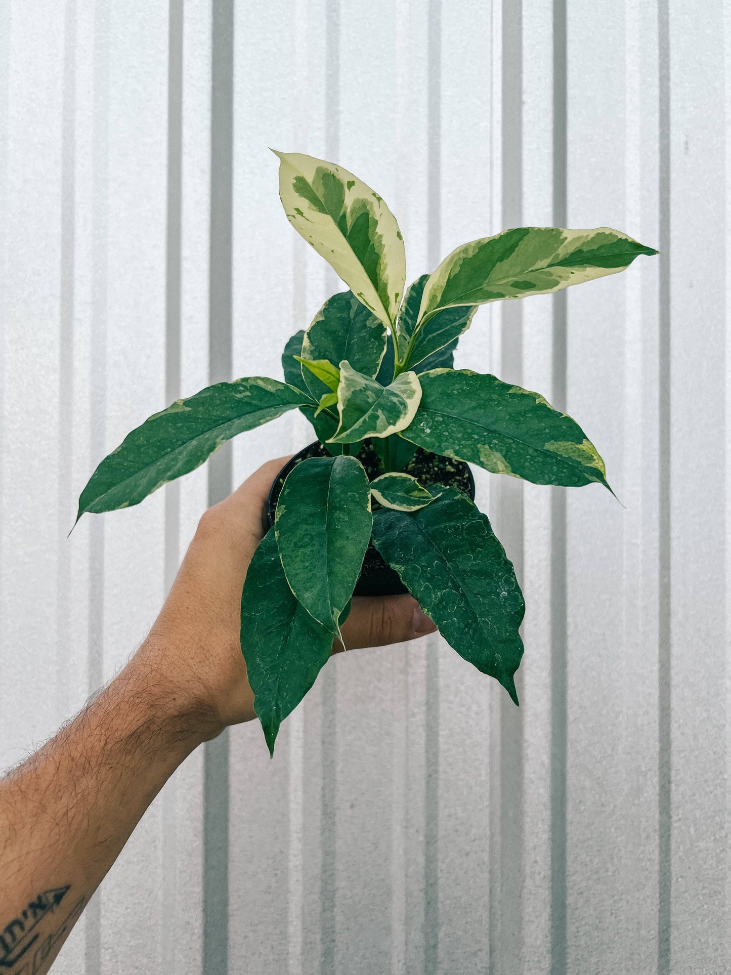 Variegated Hoya Multiflora - Shooting Star –