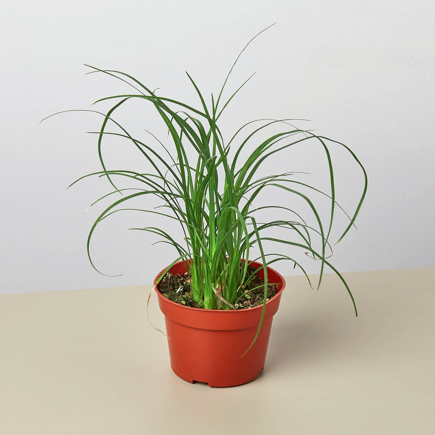 Palm Ponytail – 4" Pot Nursery Indoor Plants