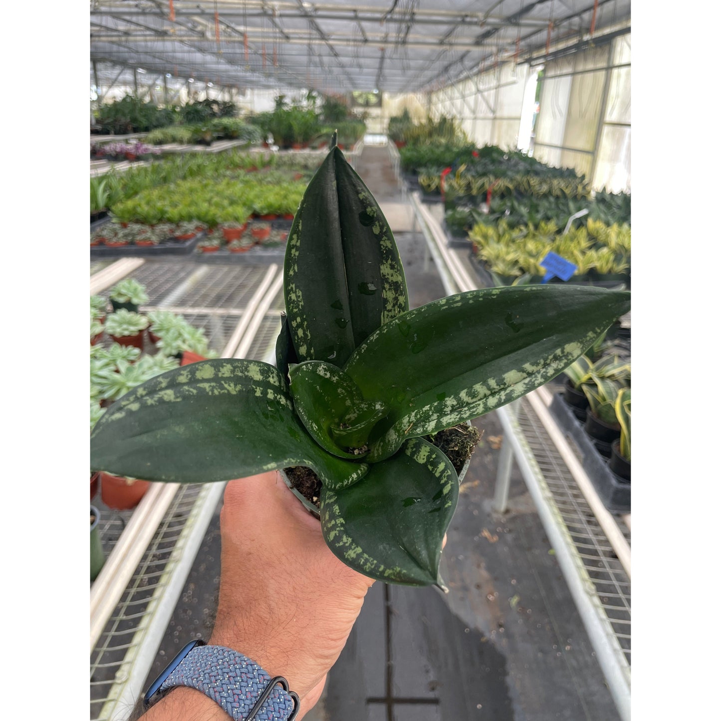 Snake Plant 'Whitney' – 4" Pot Indoor Plants
