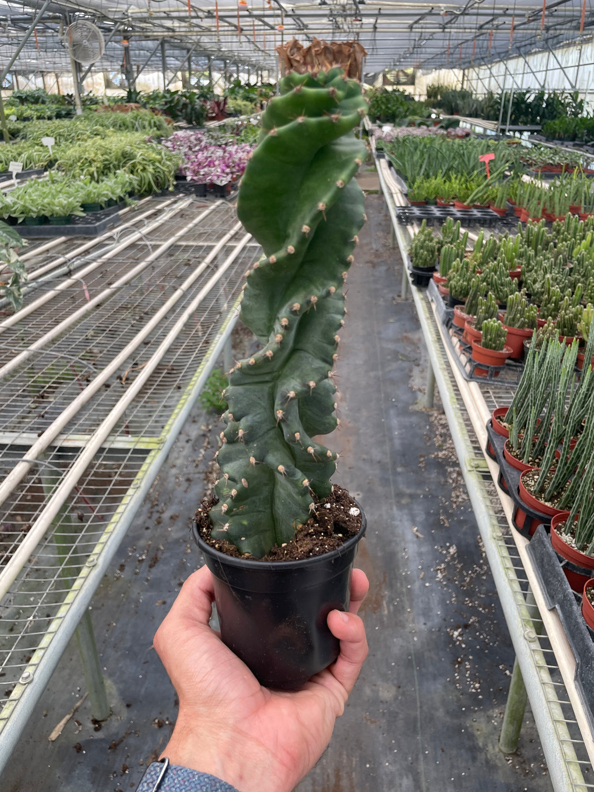 Cereus forbesii 'Spiralis' – 4" Pot Indoor Plants