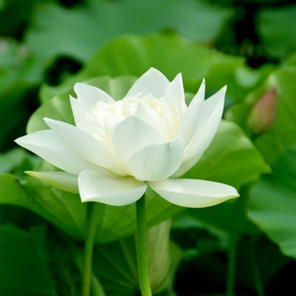 Lotus Seeds (Open Mouth Bonsai Lotus Seeds) - Compact Decorative Water Lily Blooms