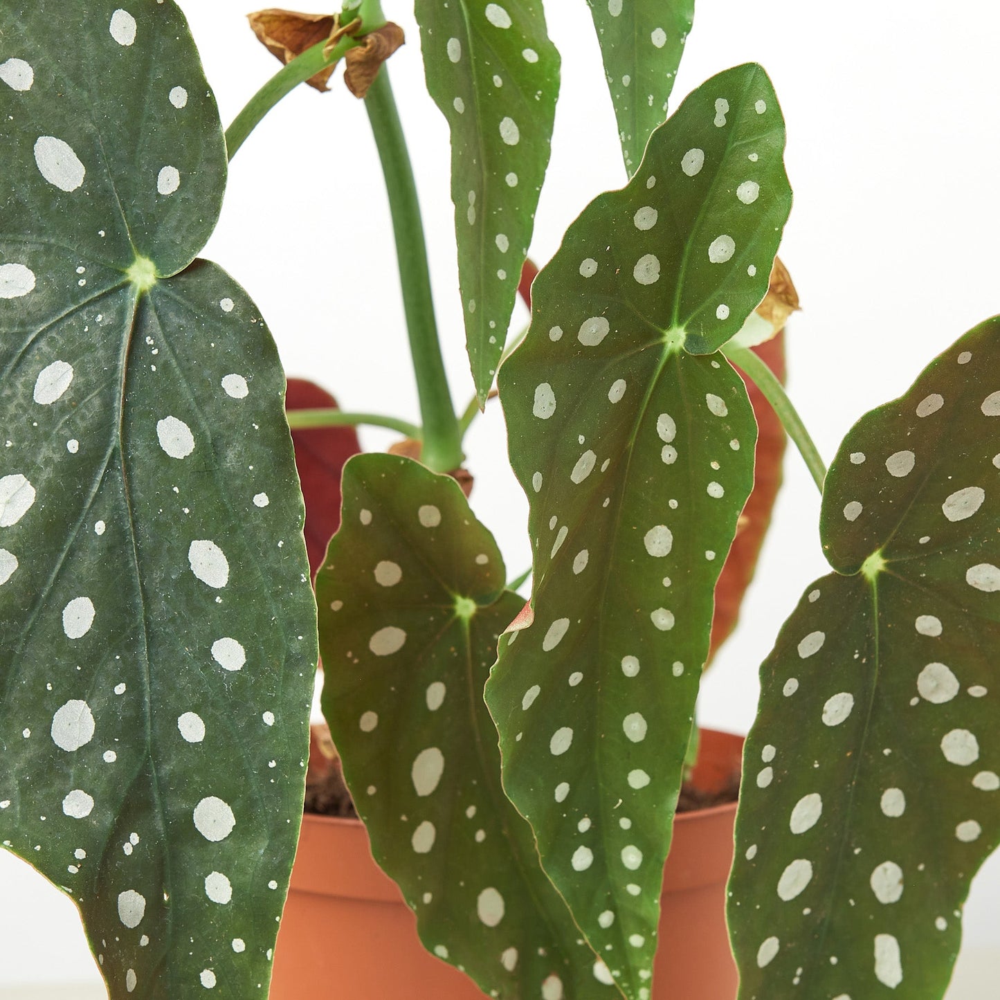 Begonia 'Maculata' – Indoor Plants