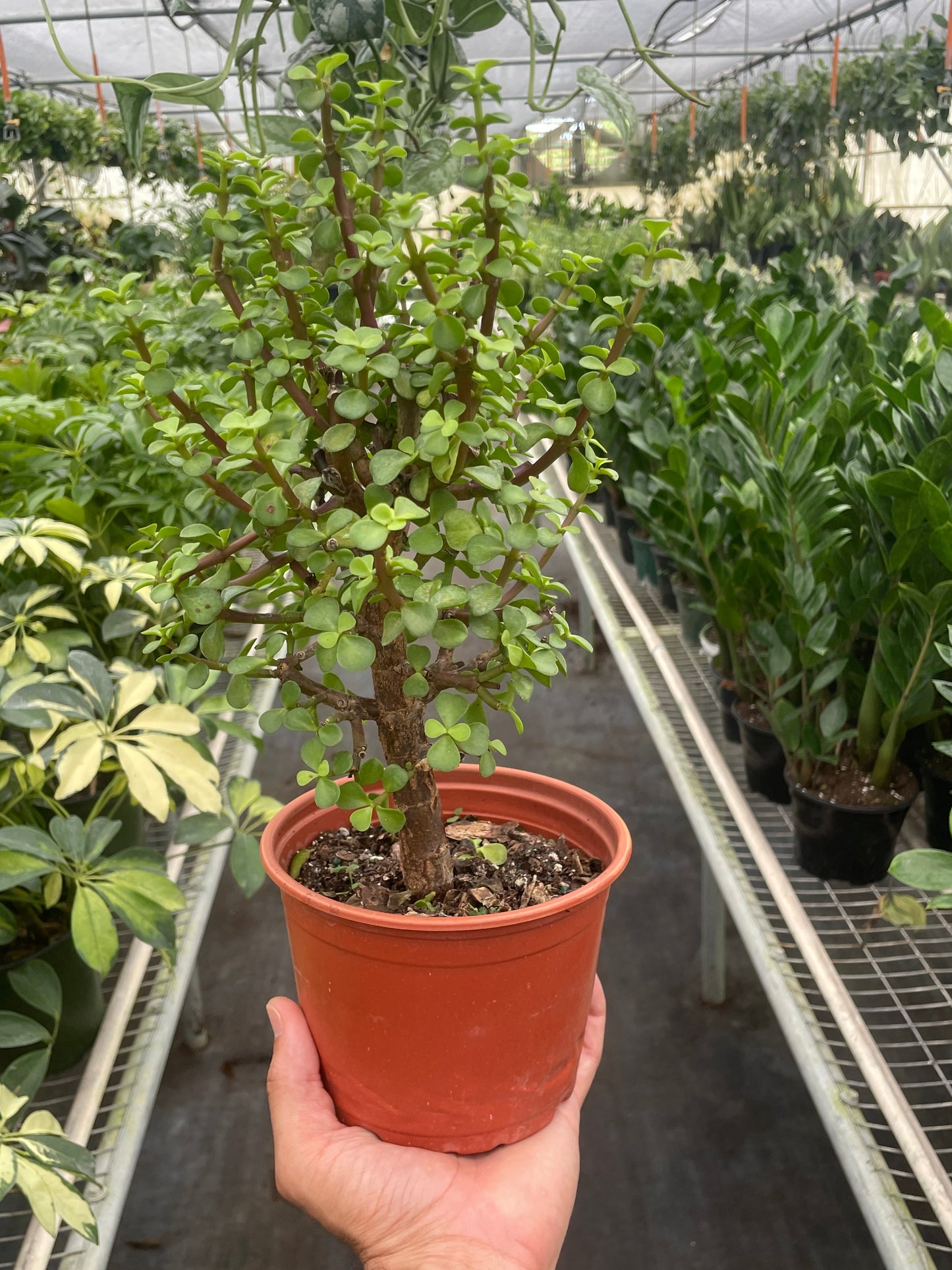 Bonsai Jade Dwarf Green – 6" Pot Indoor Plants