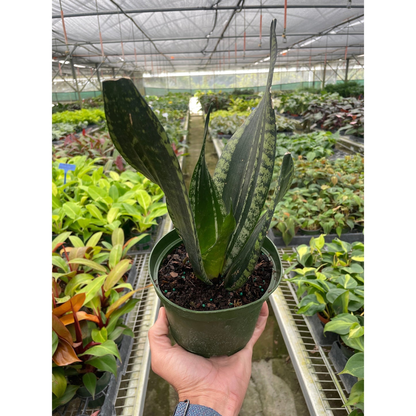 Snake Plant 'Whitney' – 6" Pot Indoor Plants