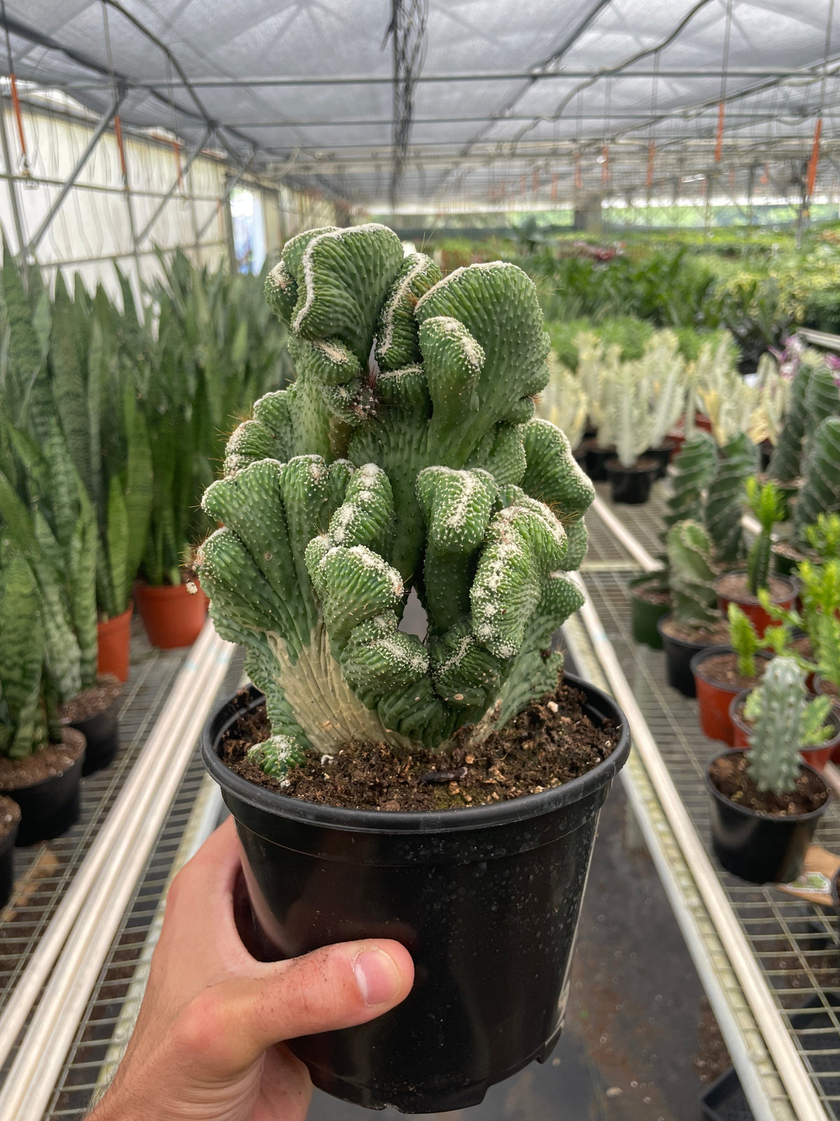 Succulent Cereus Coral Green –