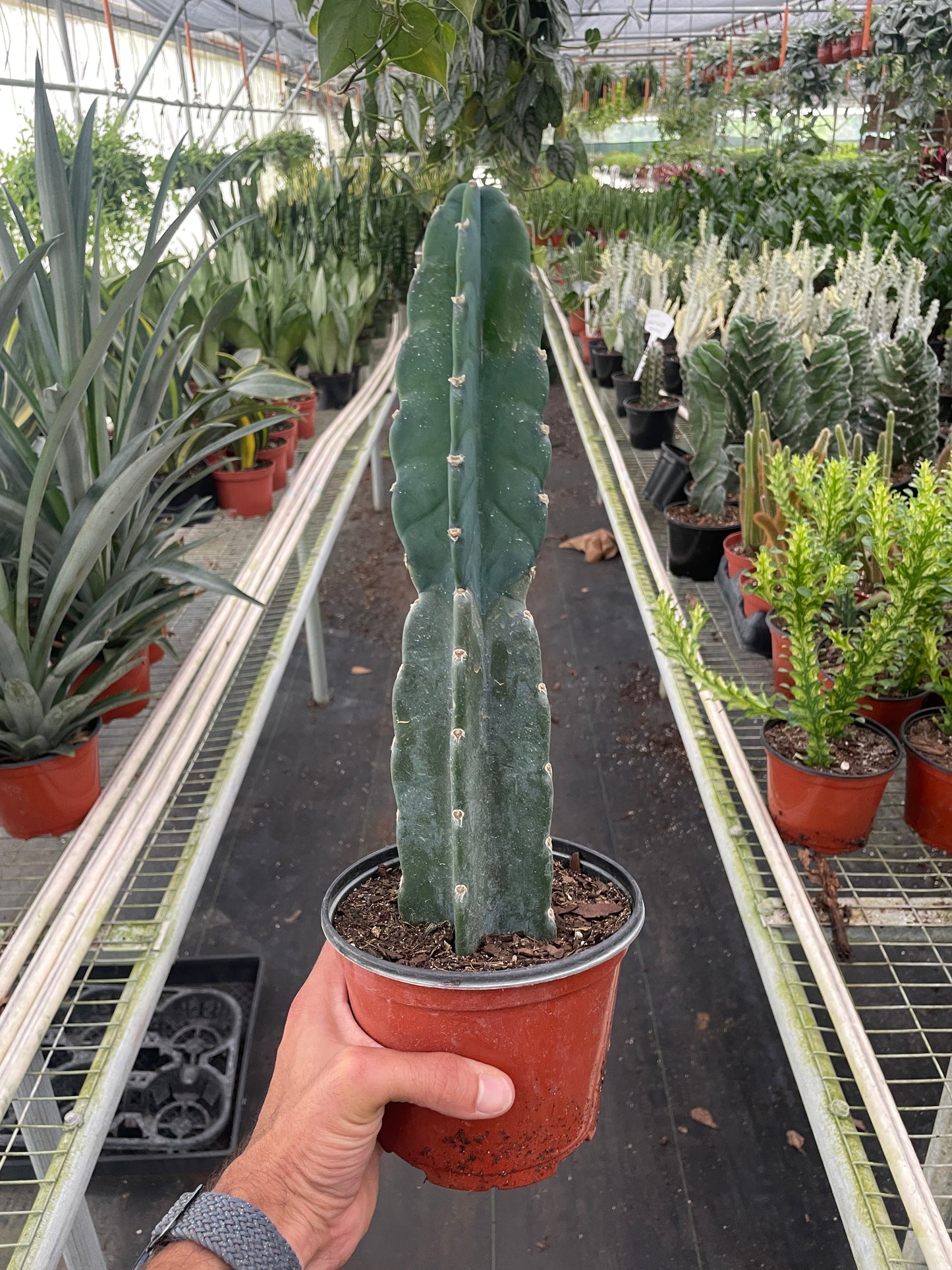 Succulent Cereus Cuddly Cactus – 6" Pot