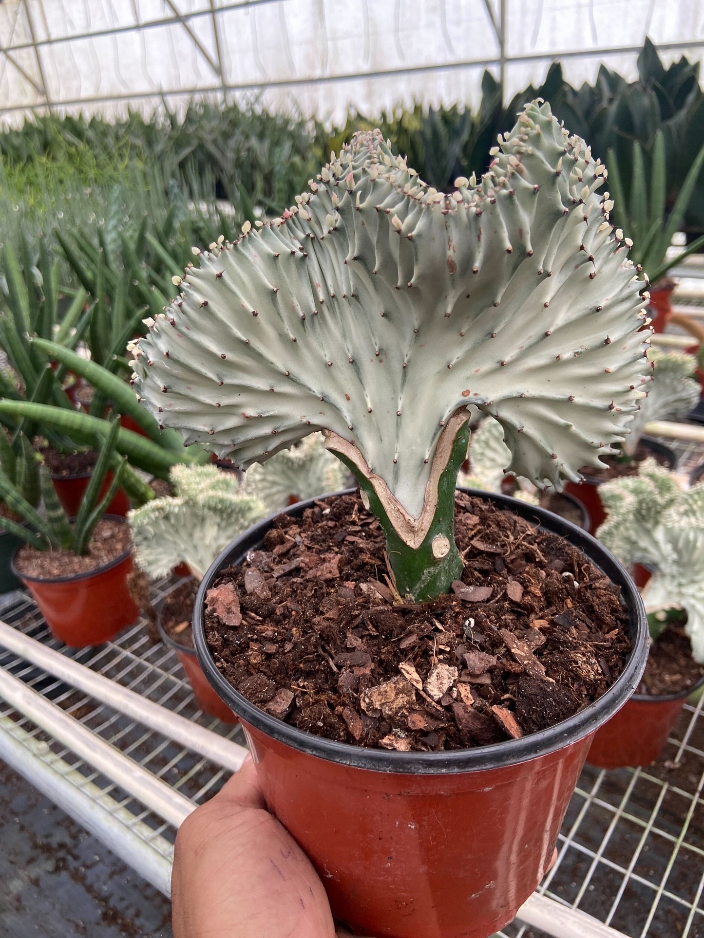 Succulent Euphorbia Lactea Ghost – 6" Pot