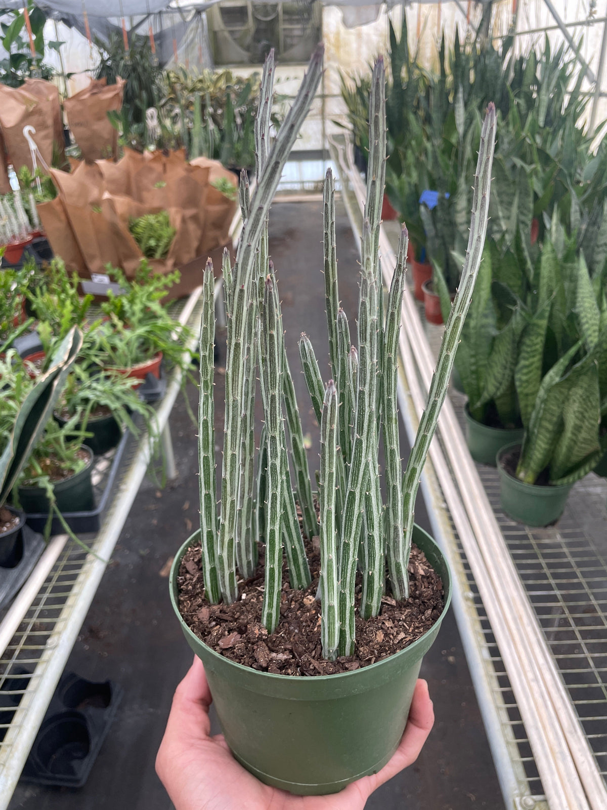Succulent Senecio Stapeliiformis 'Pickle Plant' – Succulent
