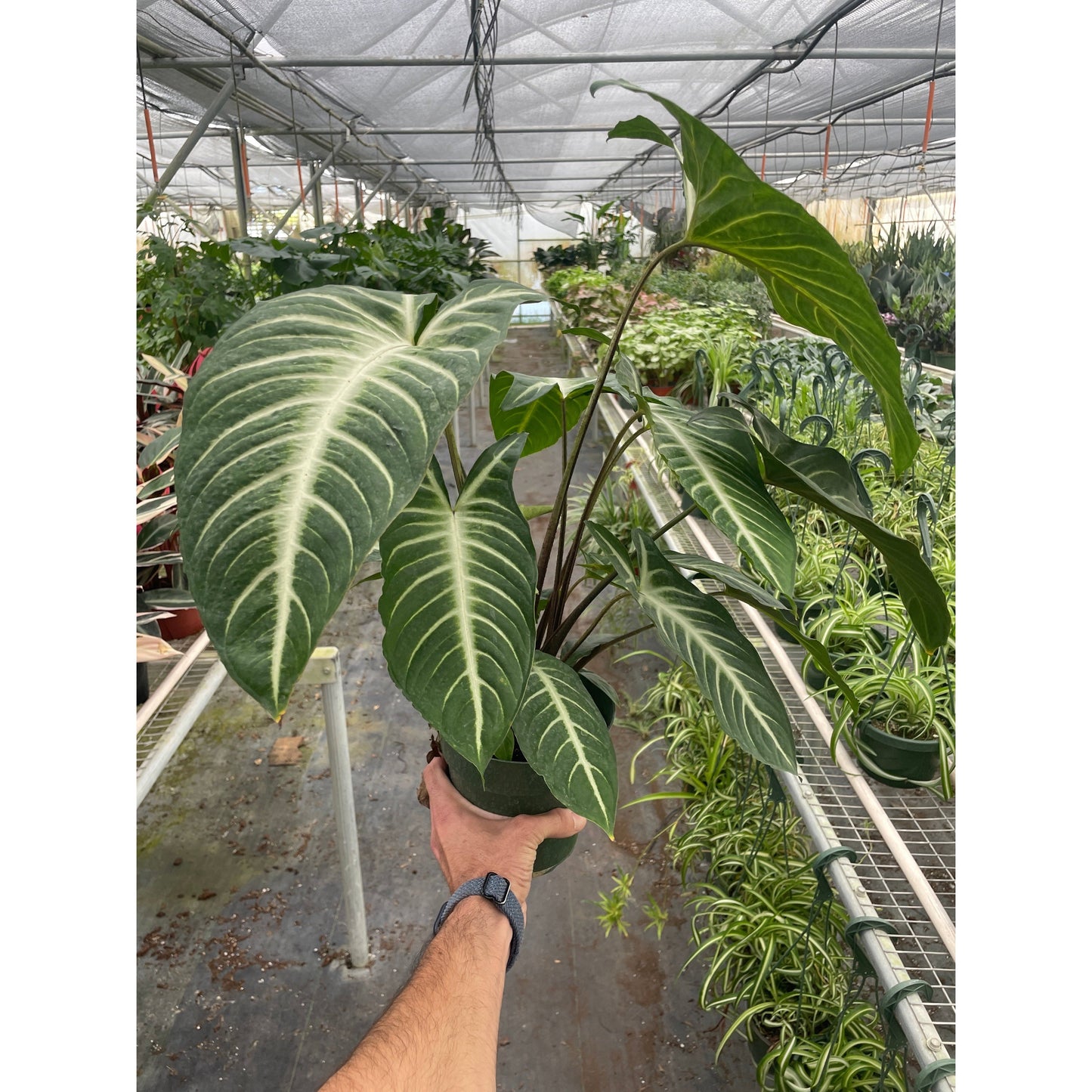 Xanthosoma 'Lendenii' –