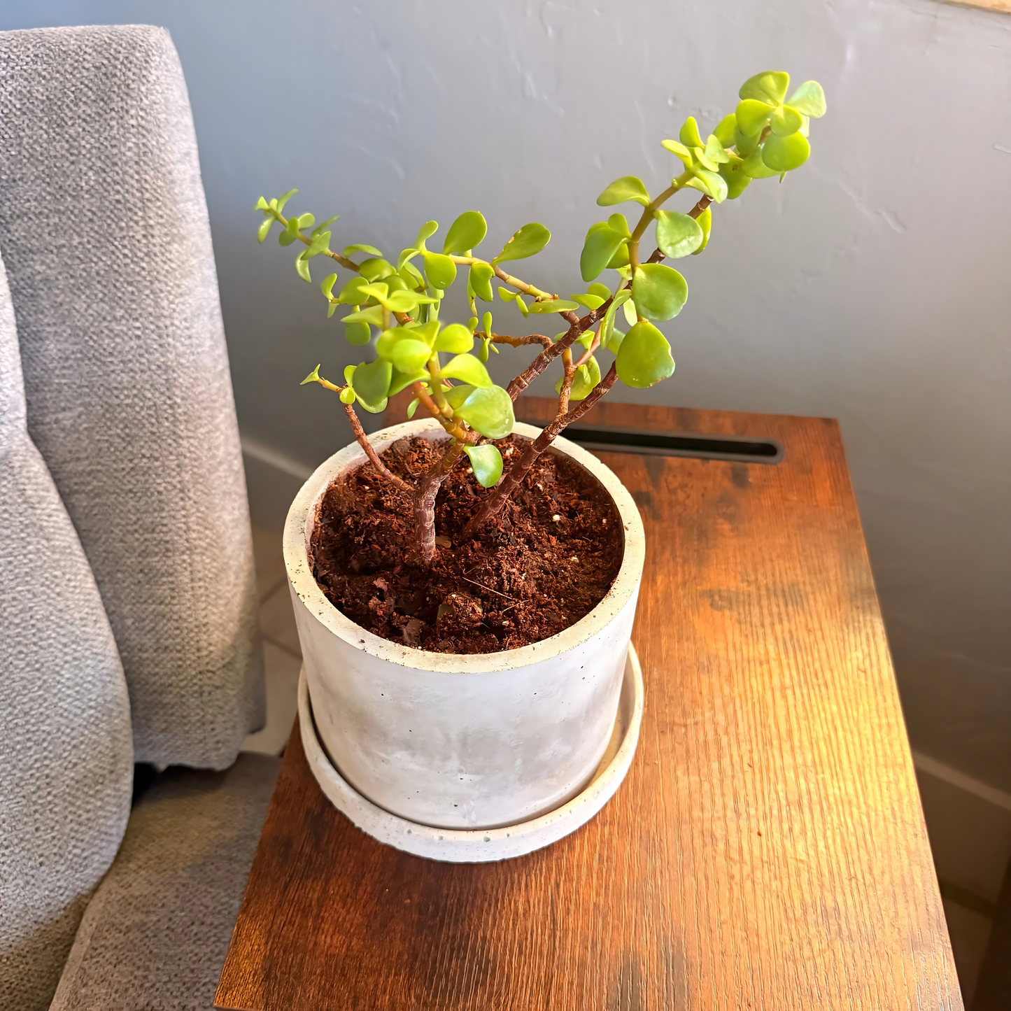 Elephant Bush – Low-Maintenance Succulent in Charlie Pot Original Soft Gray