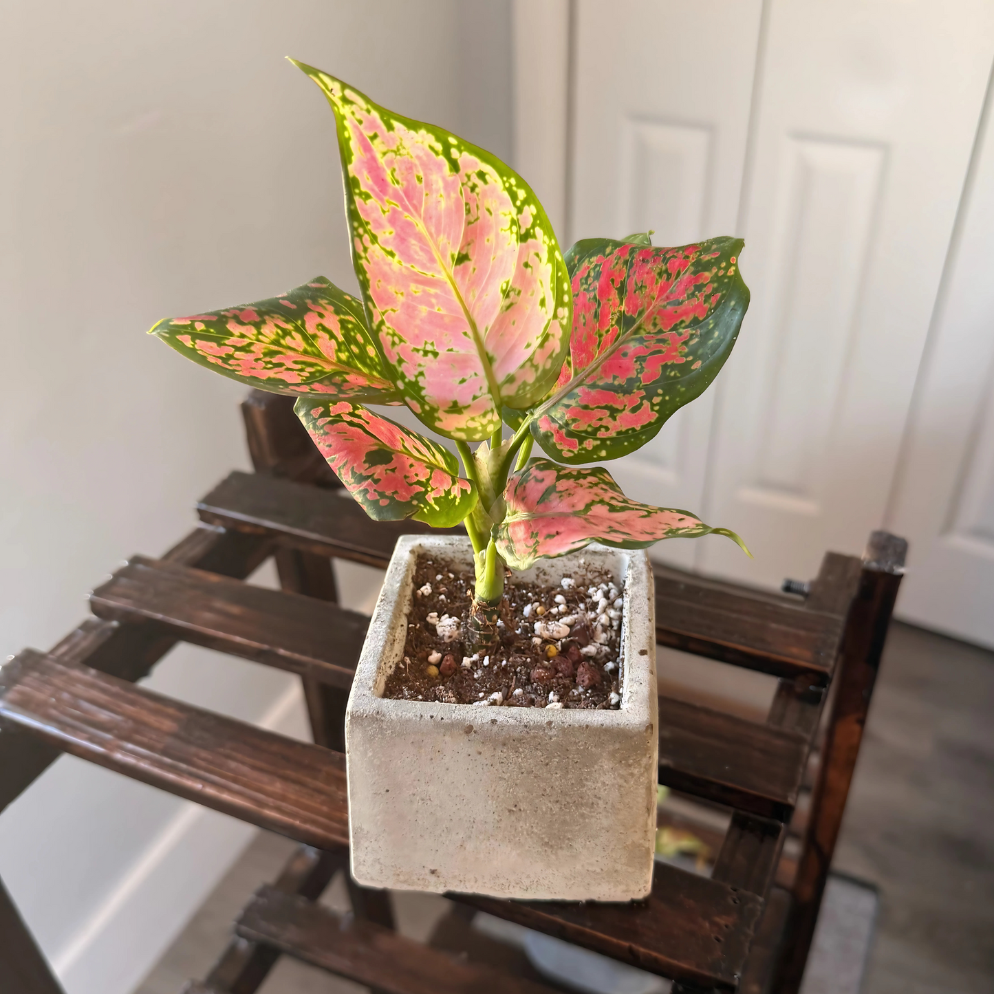 Aglaonema ‘Pink Dalmatian’ – Easy-Care Color in Your Choice of Pot – Potted Houseplant