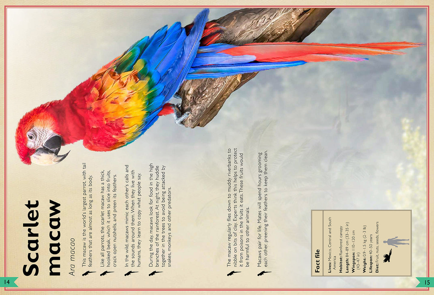 The Magnificent Book of Birds – Hardcover