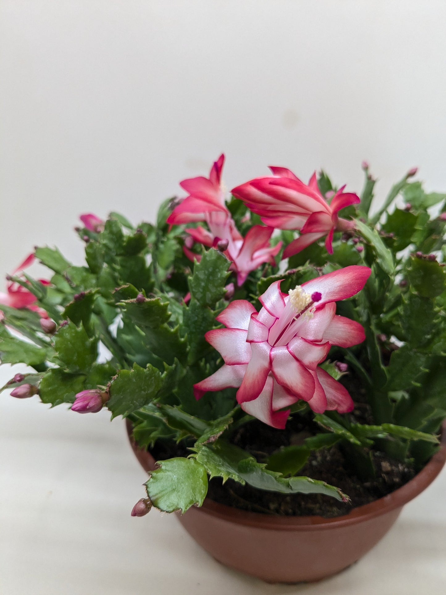 Zygocactus 'Christmas Cactus'