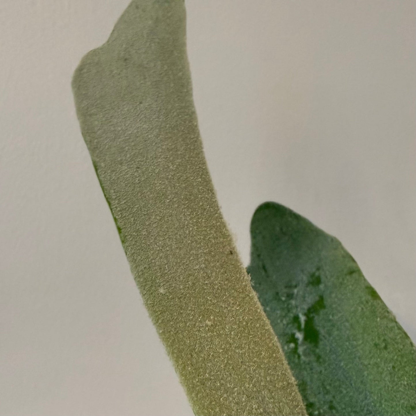 Platycerium Willinckii Bogor x Lemoinei spore