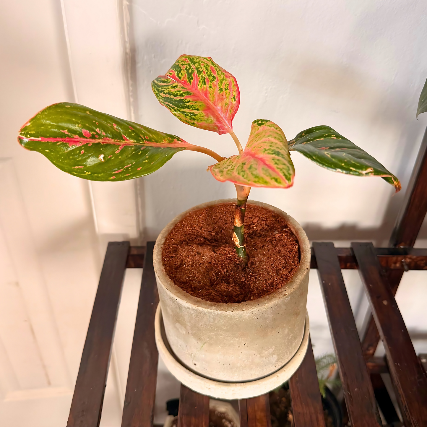 Aglaonema Sparkling Sarah – Colorful Speckled Pink & Green Plant in Charlie Pot Original 6" Soft Gray – Potted Houseplant
