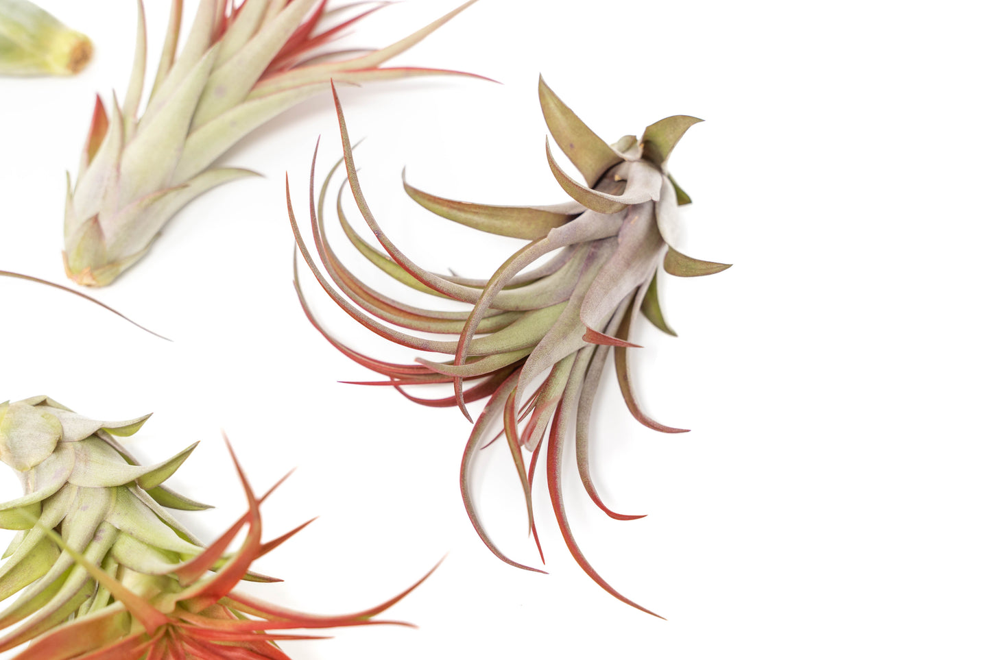 Large Tillandsia Red Abdita Air Plant (5–6 Inch) – air plant