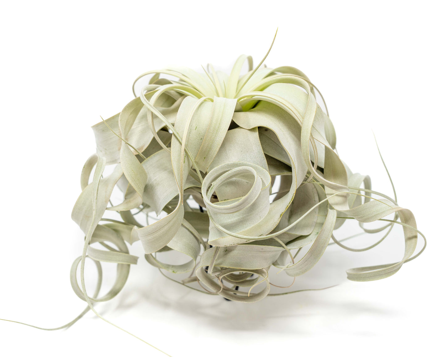 Special Curly Tillandsia Xerographica - Limited Quantities / 6-8 Inches Wide – airplant