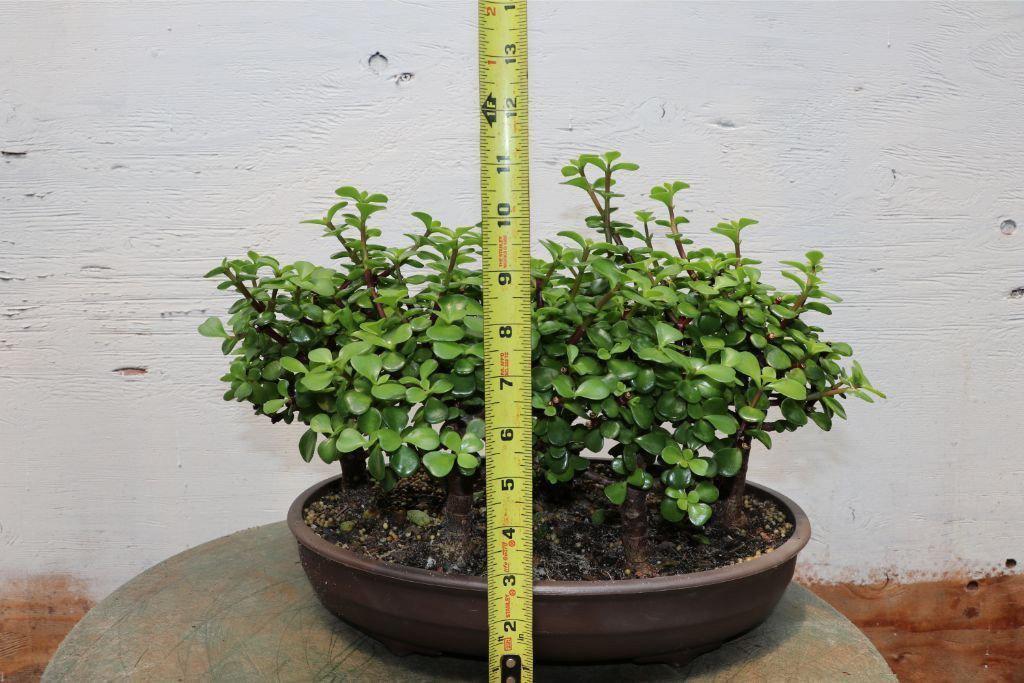 Baby Jade Bonsai Tree Forest – Jade
