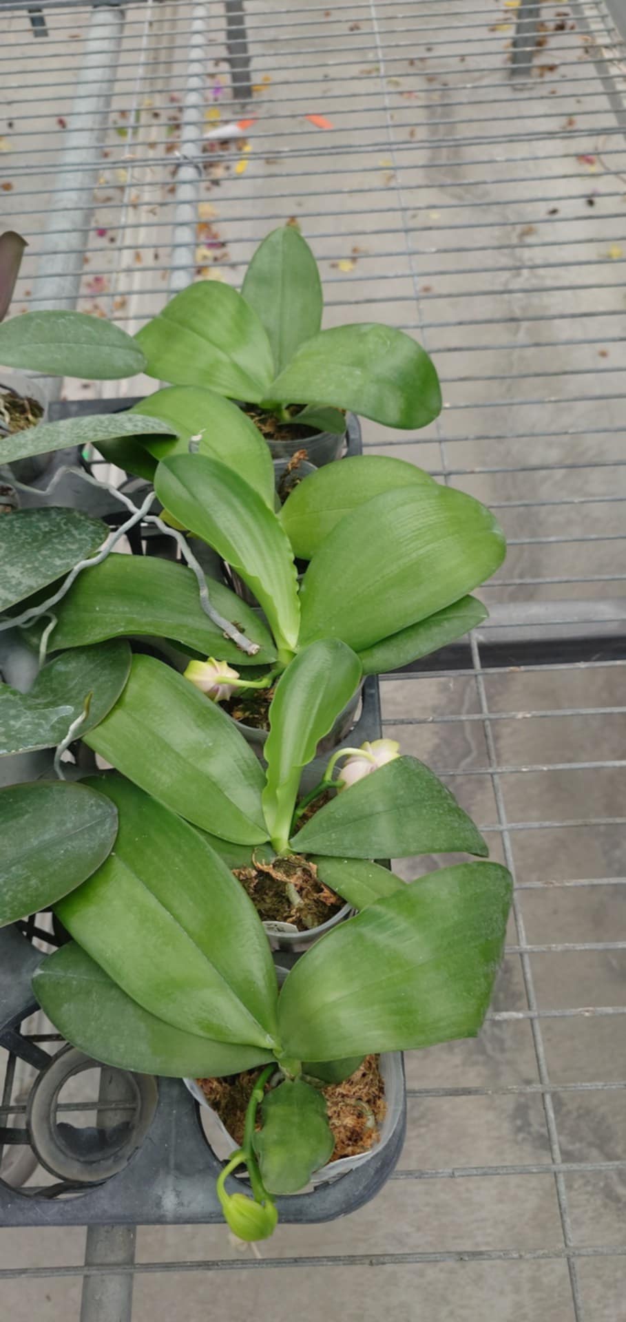 Phalaenopsis LD’s Bear Queen – Rare Novelty Orchid | Live Plant