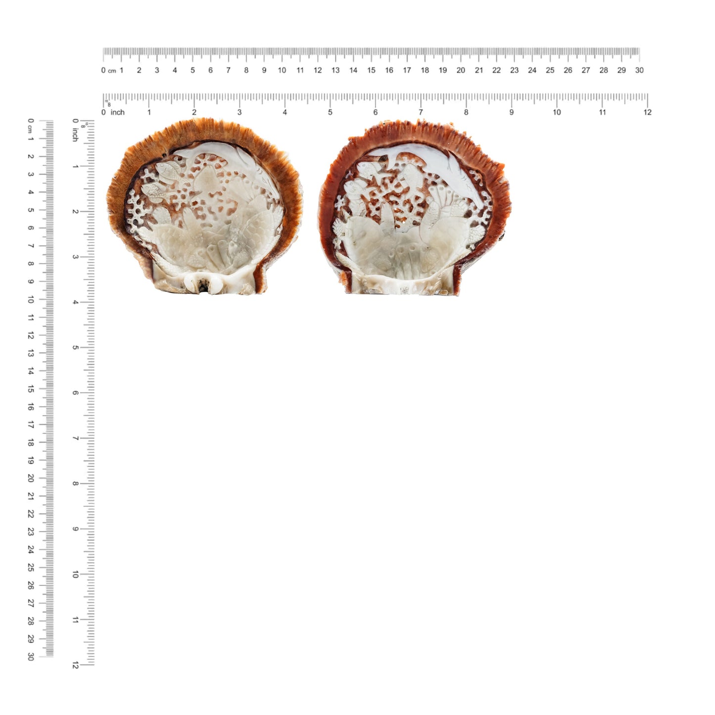 Starborn Hand Carved Spiney Oyster Shell Marine Life - 1 Piece