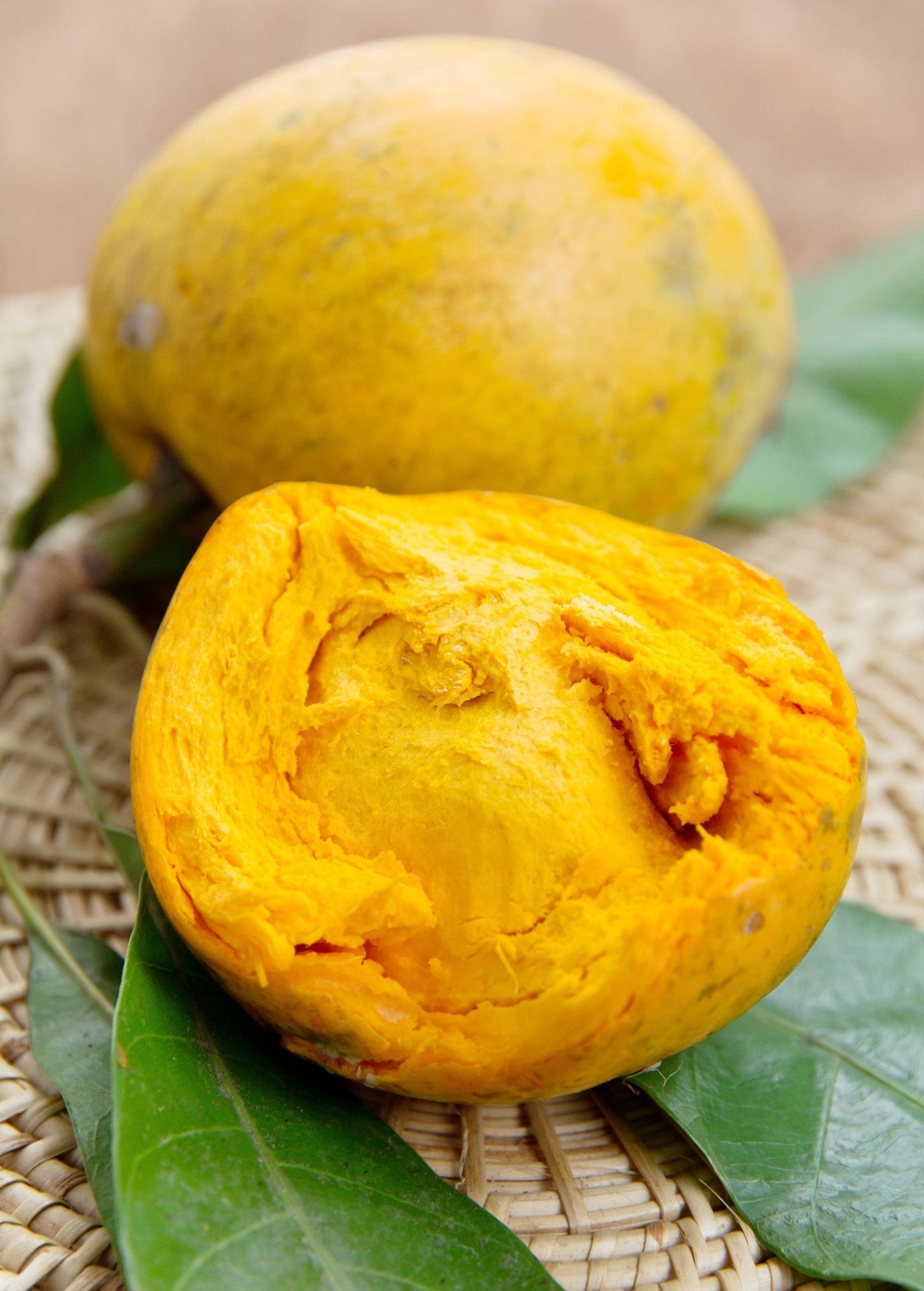 Canistel Seedling (Pouteria campechiana)