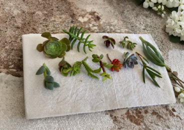 12 Assorted Succulent & Cactus Cuttings | Unrooted Propagation Starter Pack