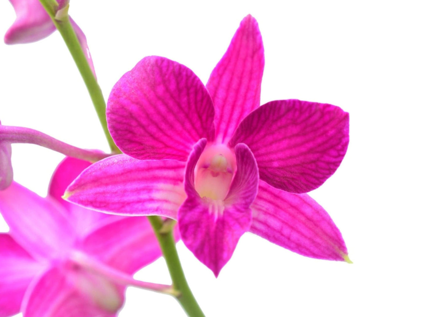 Dendrobium Sherry Abe