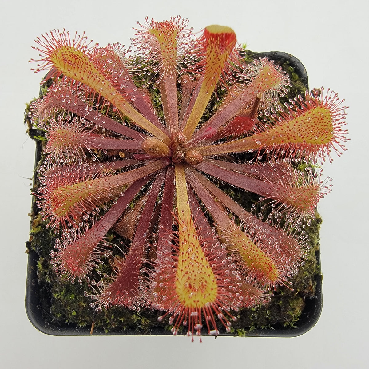 Drosera x snyderi Sundew | Live Carnivorous Plant – Drosera