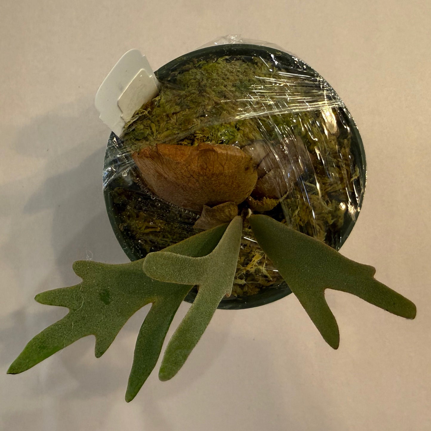 Platycerium (Willinckii Anapat#9 x Yellow Moon) spore ‘Dwarf Select’