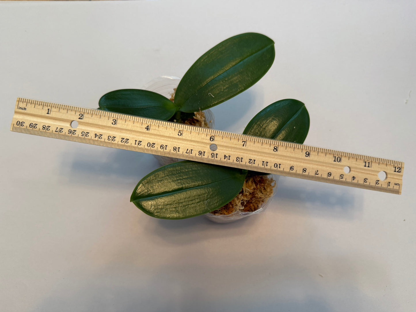 Phalaenopsis amabilis ‘Feather’