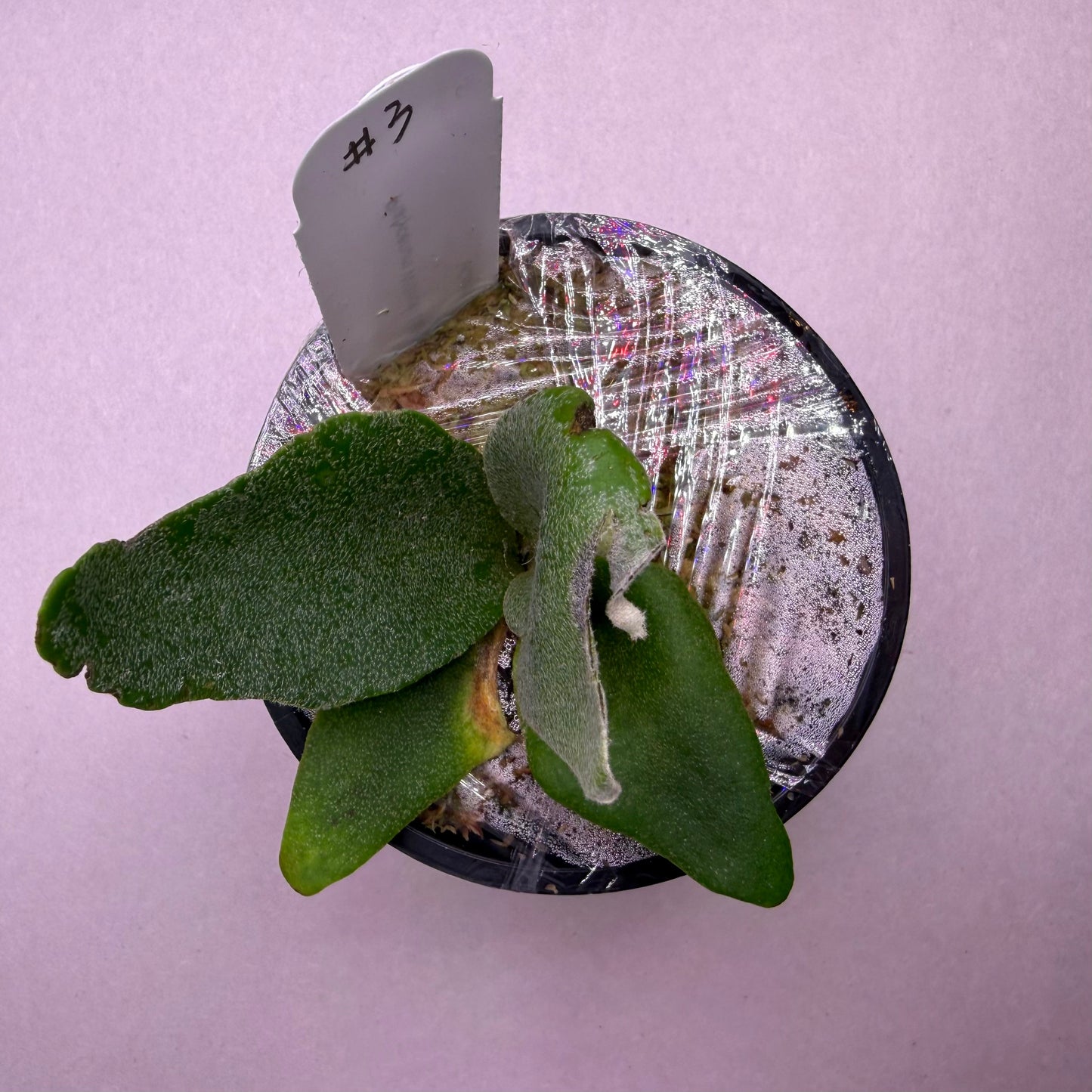 Platycerium Willinckii Little Crown SBD#1 spore select