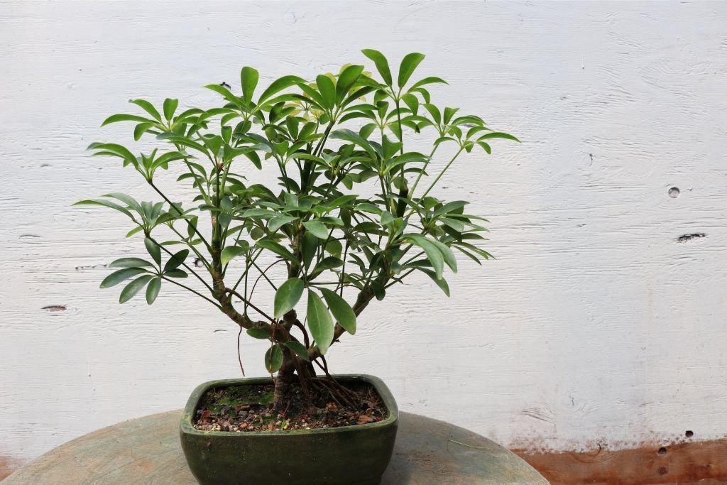 golden hawaiian umbrella bonsai tree Hawaiian Umbrella Bonsai Tree