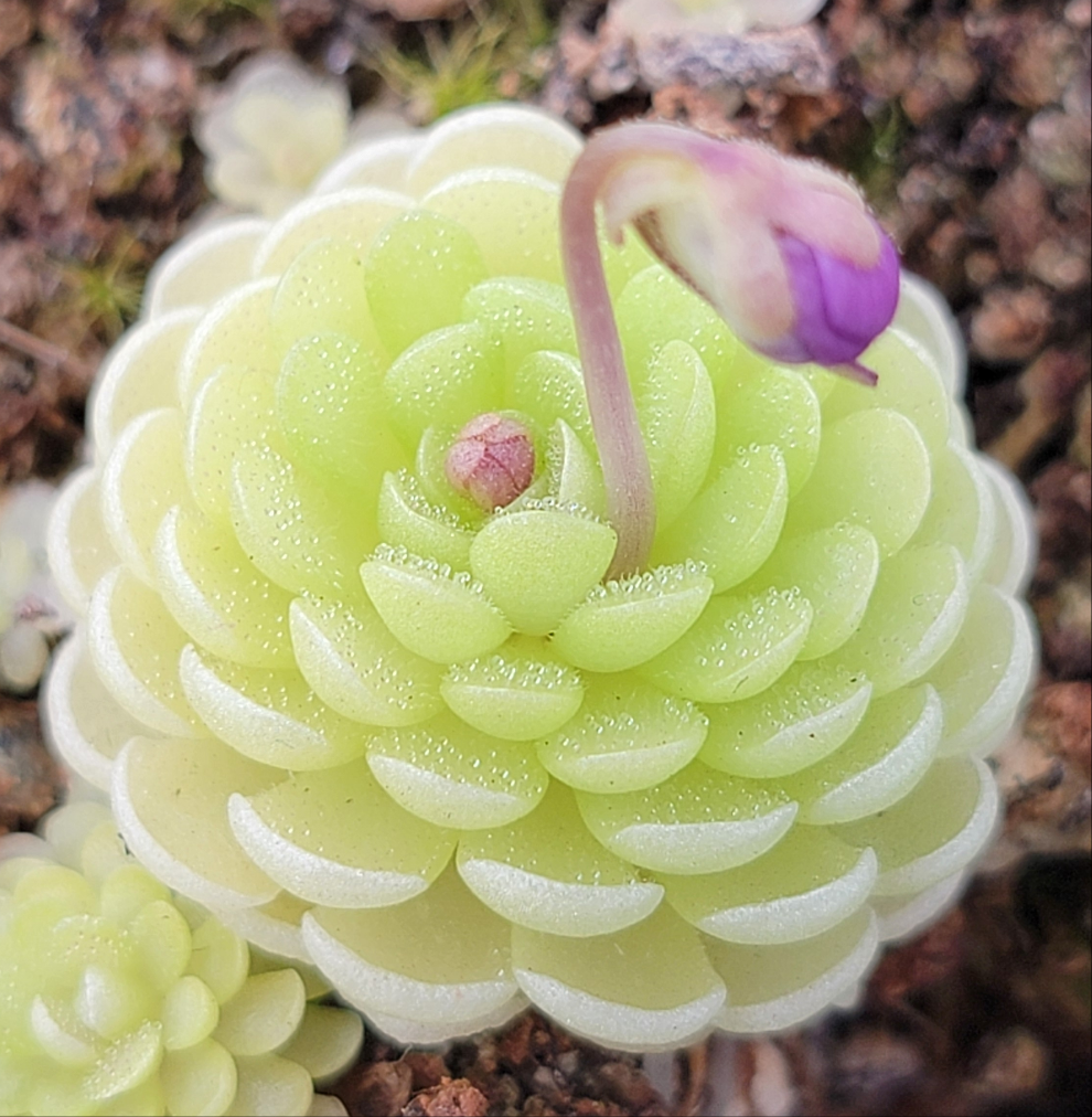 Pinguicula esseriana – Rare Mexican Carnivorous Butterwort